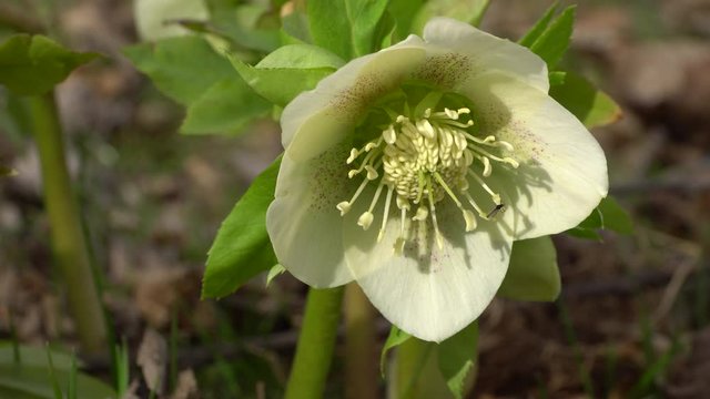 Spring young green flower primrose Helleborus caucasicus growing in a forest in the foothills of the North Caucasus