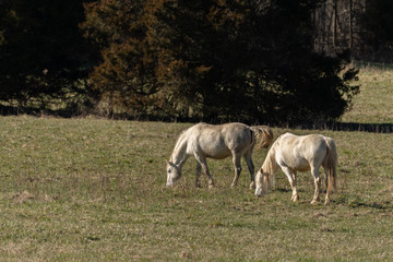 Obraz premium herd of horses on pasture