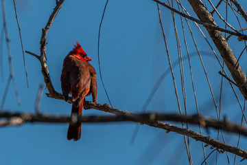 red bird on a branch
