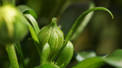macro shot of a green bud of a yellow flower on green background