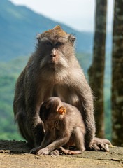 Mama and baby monkey (macaques) in the Monkey forest in Lombok, Indonesia with a beautiful view in the background