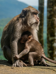 Mama and baby monkey (macaques) in the Monkey forest in Lombok, Indonesia with a beautiful view in the background
