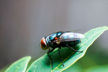 a fly on a fresh leaf with water drops on it is photographed using macro techniques