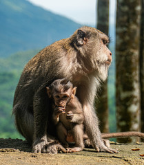 Mama and baby monkey (macaques) in the Monkey forest in Lombok, Indonesia with a beautiful view in the background