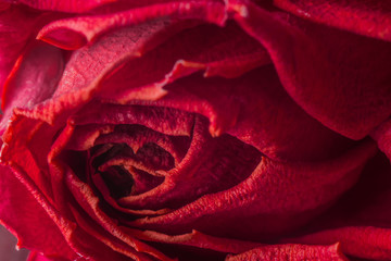 red spray rose close up