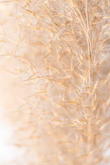 dried grass. on white background. herbarium.