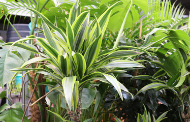 green background from living plants. seedlings in the store