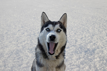 Humor, laughter. Surprised Husky dog.