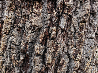 Wild aged Oak tree bark texture, wood natural wallpaper pattern background