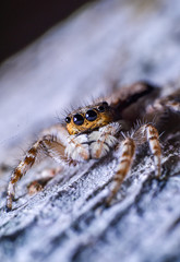 reverse macro photography