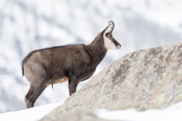 Wonderful portrait of Chamois on snow (Rupicapra rupicapra)