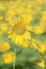 Sunflowers in the blue sky