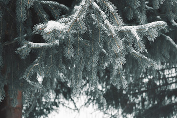 spruce twigs in winter closeup