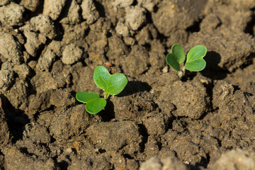 plants growing out of wet soil