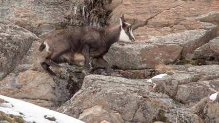 Naklejka premium Chamois on the rock (Rupicapra rupicapra)