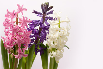 Three hyacinths of different colors on a white background.
