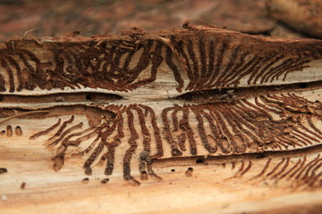 Bark beetle 1 © HPMiso