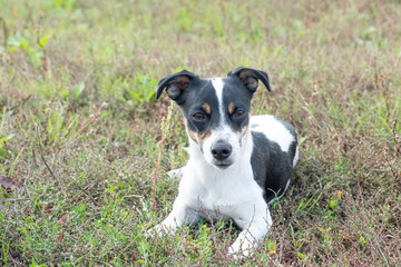 Black and white Jack Russell Terrier lying in a field