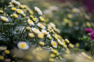 Close up of yellow chrysanthemum