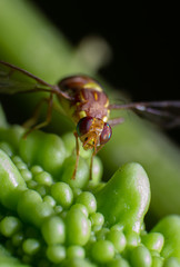 Naklejka premium reverse macro photography