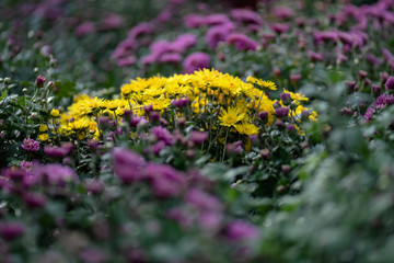 Many small yellow chrysanthemums huddled together
