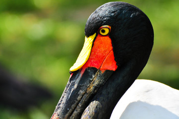 Sattelstorch