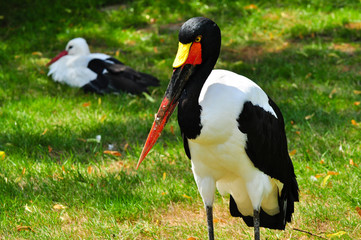 Sattelstorch