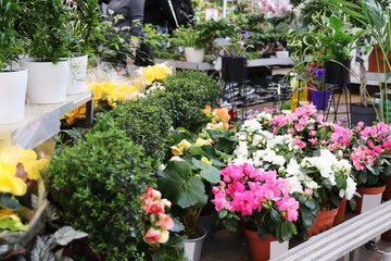 flower seedlings in the store
