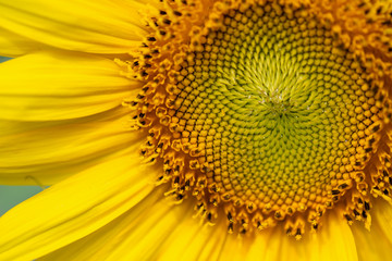 Sunflowers in spring, golden flowers are very amazing