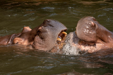 Two hippos fighting in the river.