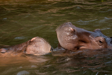 Fototapeta premium Two hippos fighting in the river.