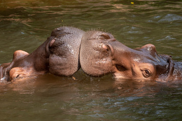 Fototapeta na wymiar Two hippos fighting in the river.