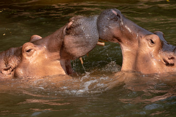 Two hippos fighting in the river.