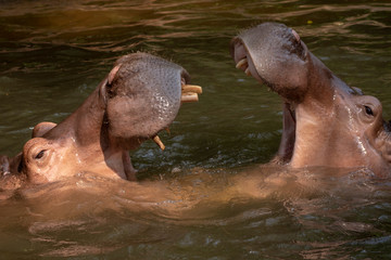 Two hippos fighting in the river.