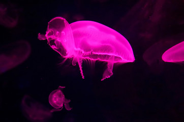 Aurelia aurita (also called the common jellyfish, moon jellyfish, moon jelly or saucer jelly) is a...