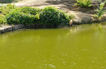 Sofiyivsky Park landscape Uman, Cherkasy Oblast, Ukraine, near Kamianka River.