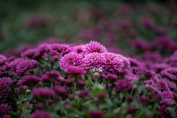 Close up of purple chrysanthemum