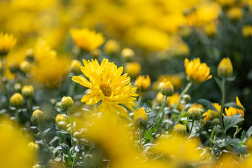 Many small yellow chrysanthemums huddled together