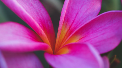 Close Up of Pink Plumeria Flower After