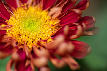 Close up of red chrysanthemum