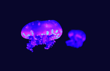 Phyllorhiza punctata is a species of jellyfish, also known as the floating bell, Australian spotted jellyfish, brown jellyfish or the white-spotted jellyfish.