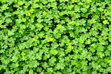 Green leaves background natural wallpaper