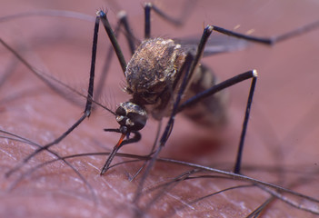 reverse macro photography