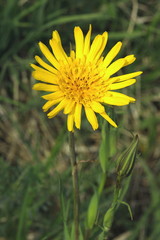 Östlicher Wiesen- Bocksbart, Tragopogon pratensis ssp. orientalis