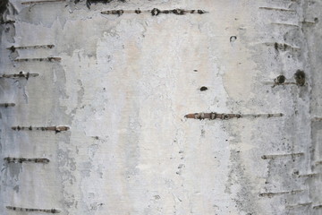 pattern of birch bark with black birch stripes on white birch bark and with wooden birch bark texture