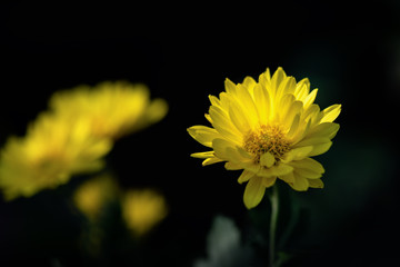Various colors and varieties of chrysanthemums in the park