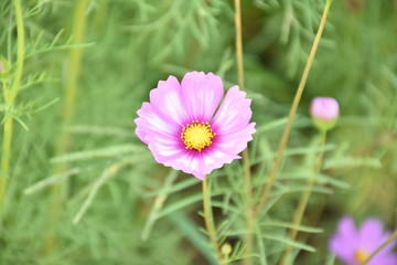Obraz premium Pink cosmos flowers in cosmos field, Nan, Thailand.