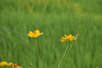 Yellow cosmos flowers in cosmos field, Nan, Thailand.