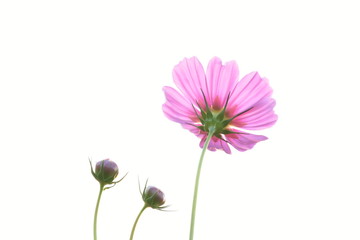 Isolated Pink cosmos buds and pink cosmos flowers on white background.