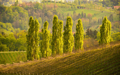 Five Poplars in sun, wine street area south Styria , wine country. Tourist destination